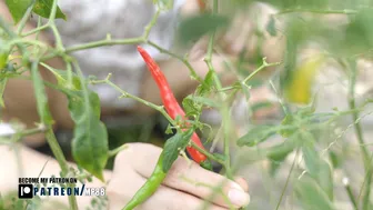 How to care for and pick a chili plant