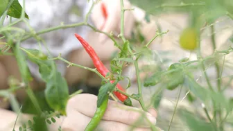 How to take care of a chili plant