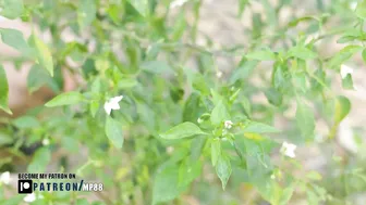 How to take care of a chili plant #3